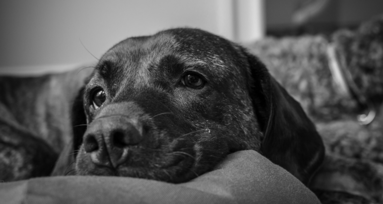 Wenn der Hund trau­ert