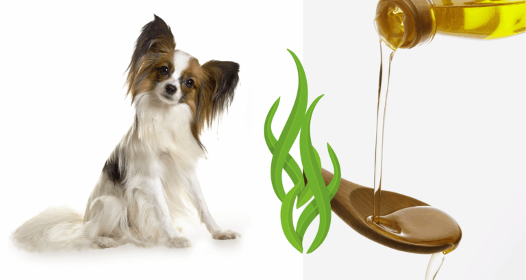 Mein Hund ver­trägt keine Algen! Sicher? – Ein Blick auf Spi­ru­lina, See­al­gen­mehl und Algenöl