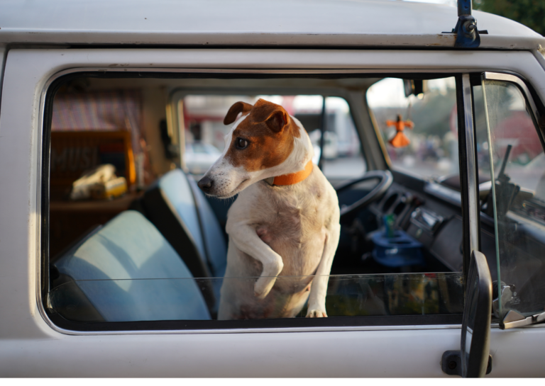 Hunde Rei­se­apo­theke – Was kommt mit?